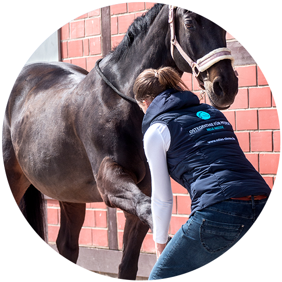 Pferdeosteopathie und Pferdephysiotherapie