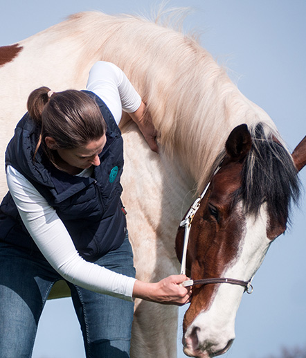 Pferdeosteopathie und Pferdephysiotherapie