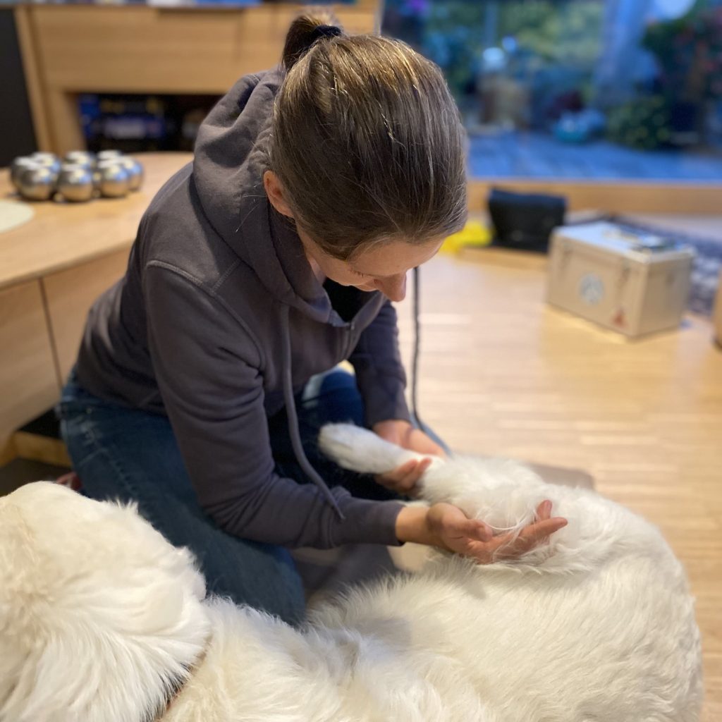 Hundeosteopathie