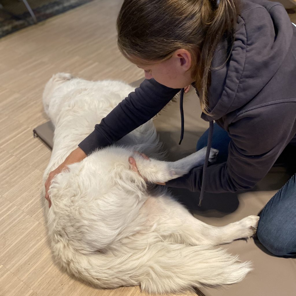 Hundeosteopathie