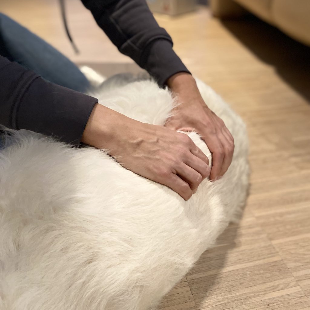Hundeosteopathie